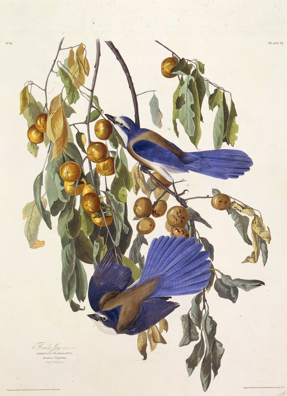 Sójka z Florydy. Z Ptaków Ameryki, 1827-1838. autorstwa John James Audubon