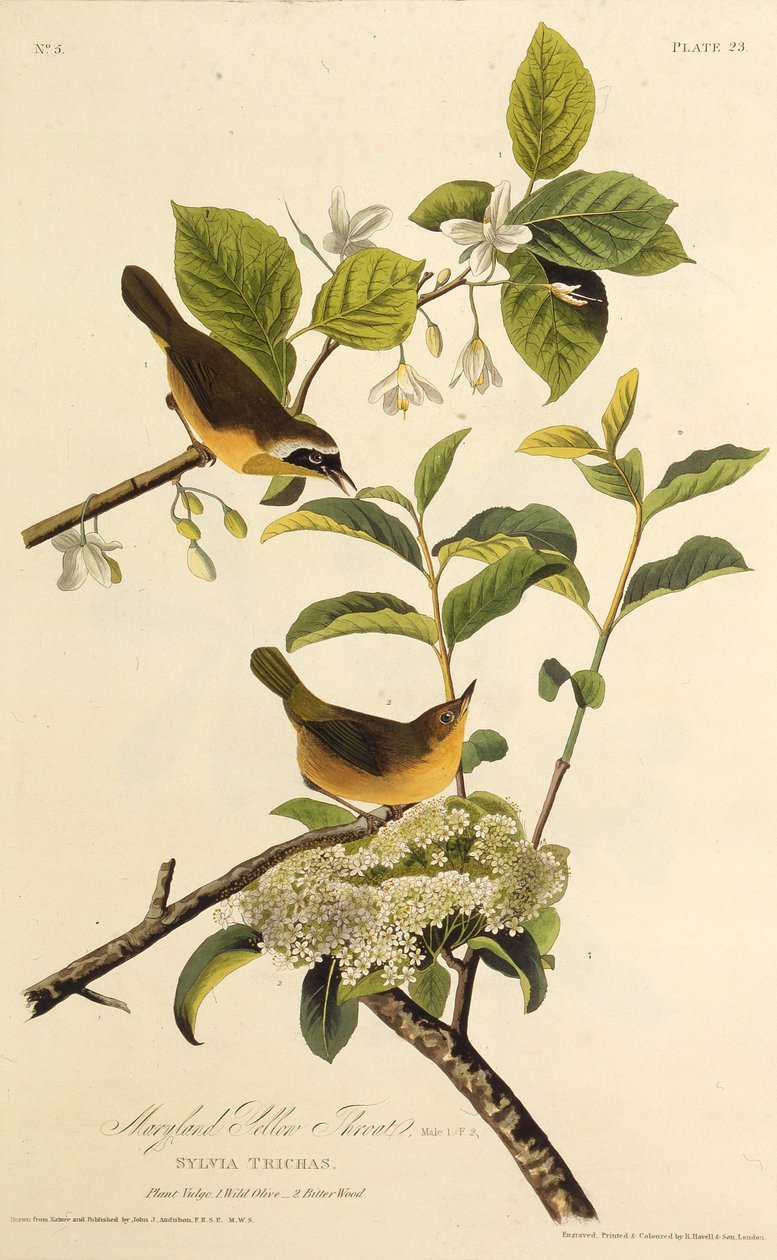 Żółcień z Marylandu. Z Ptaków Ameryki, 1827-1838. autorstwa John James Audubon