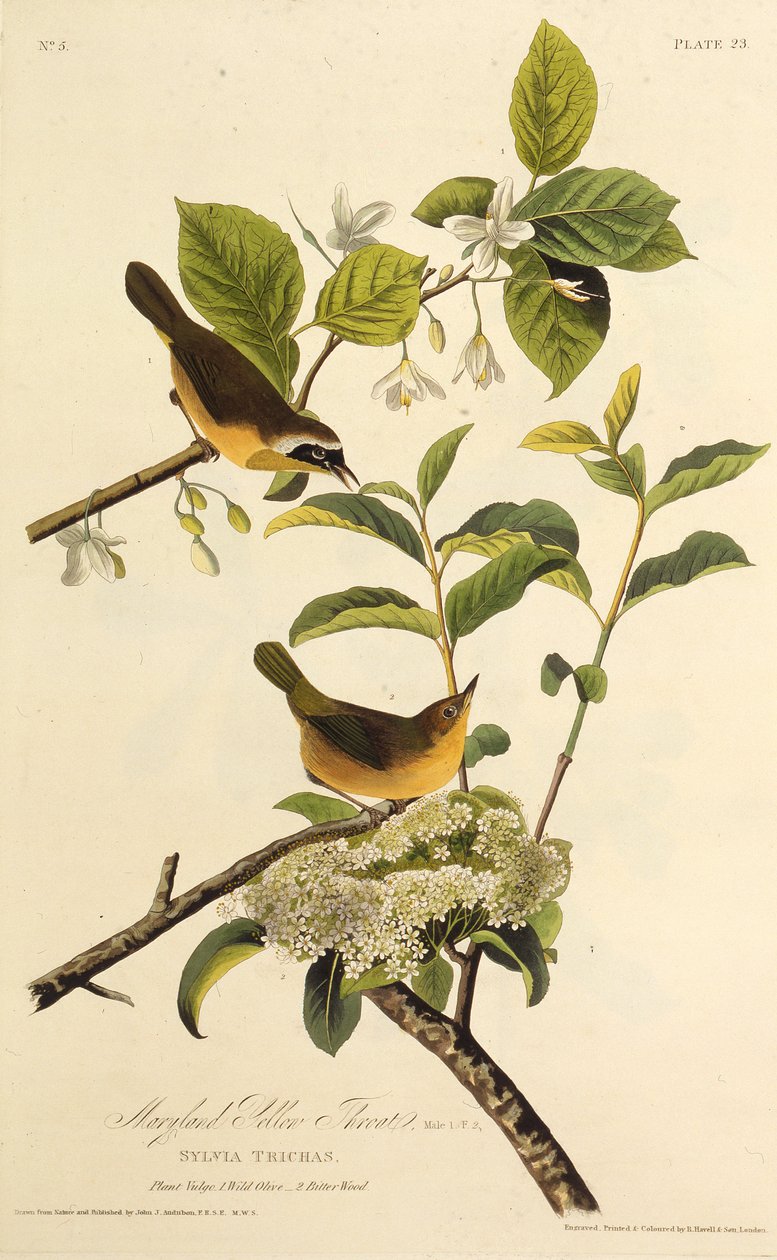Żółcień z Marylandu. Z Ptaków Ameryki, 1827-1838. autorstwa John James Audubon