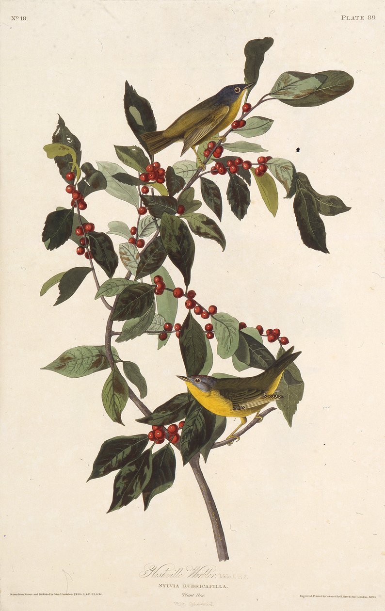 Gajówka z Nashville. Z Ptaków Ameryki, 1827-1838. autorstwa John James Audubon