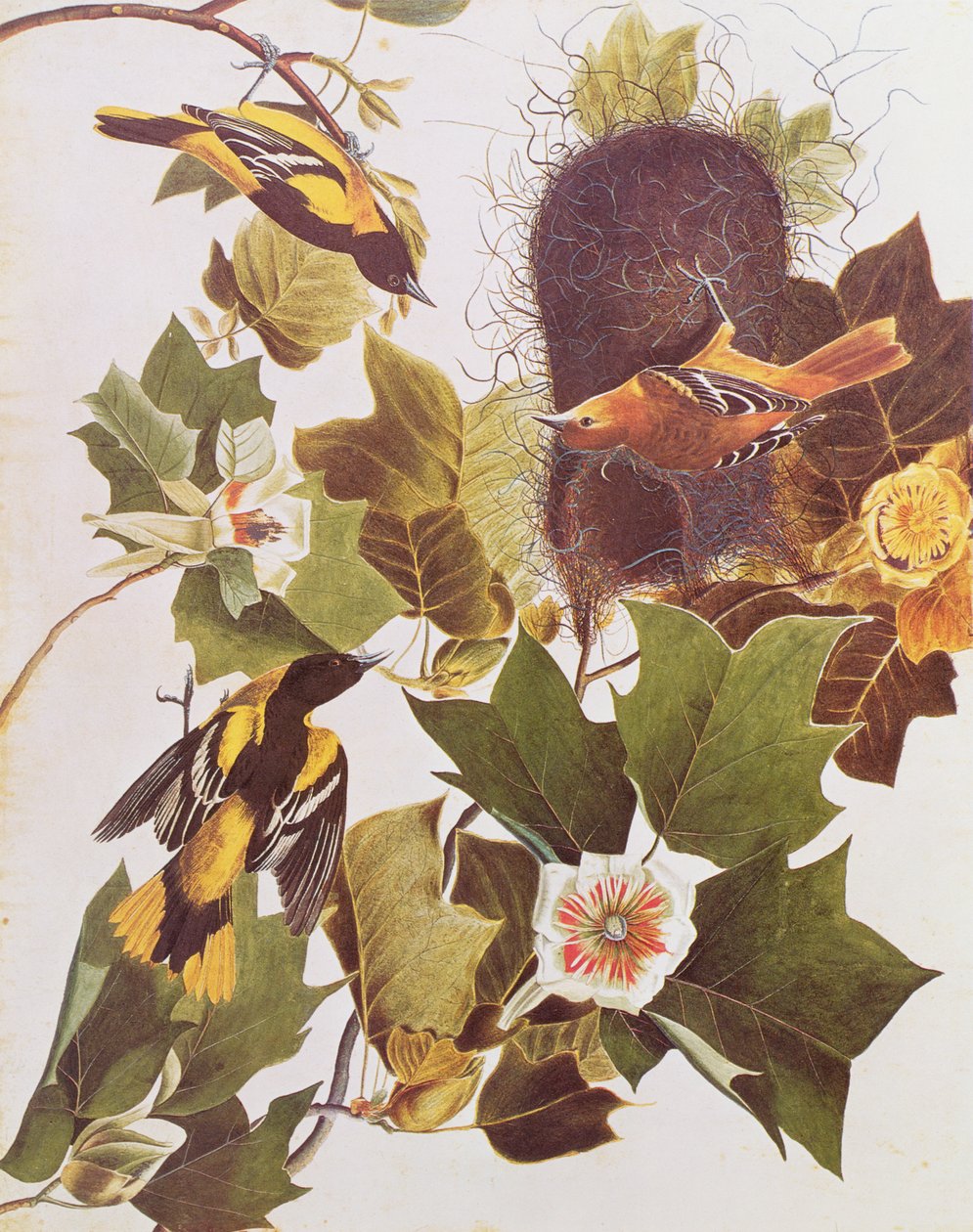 Wilga, z Birds of America autorstwa John James Audubon