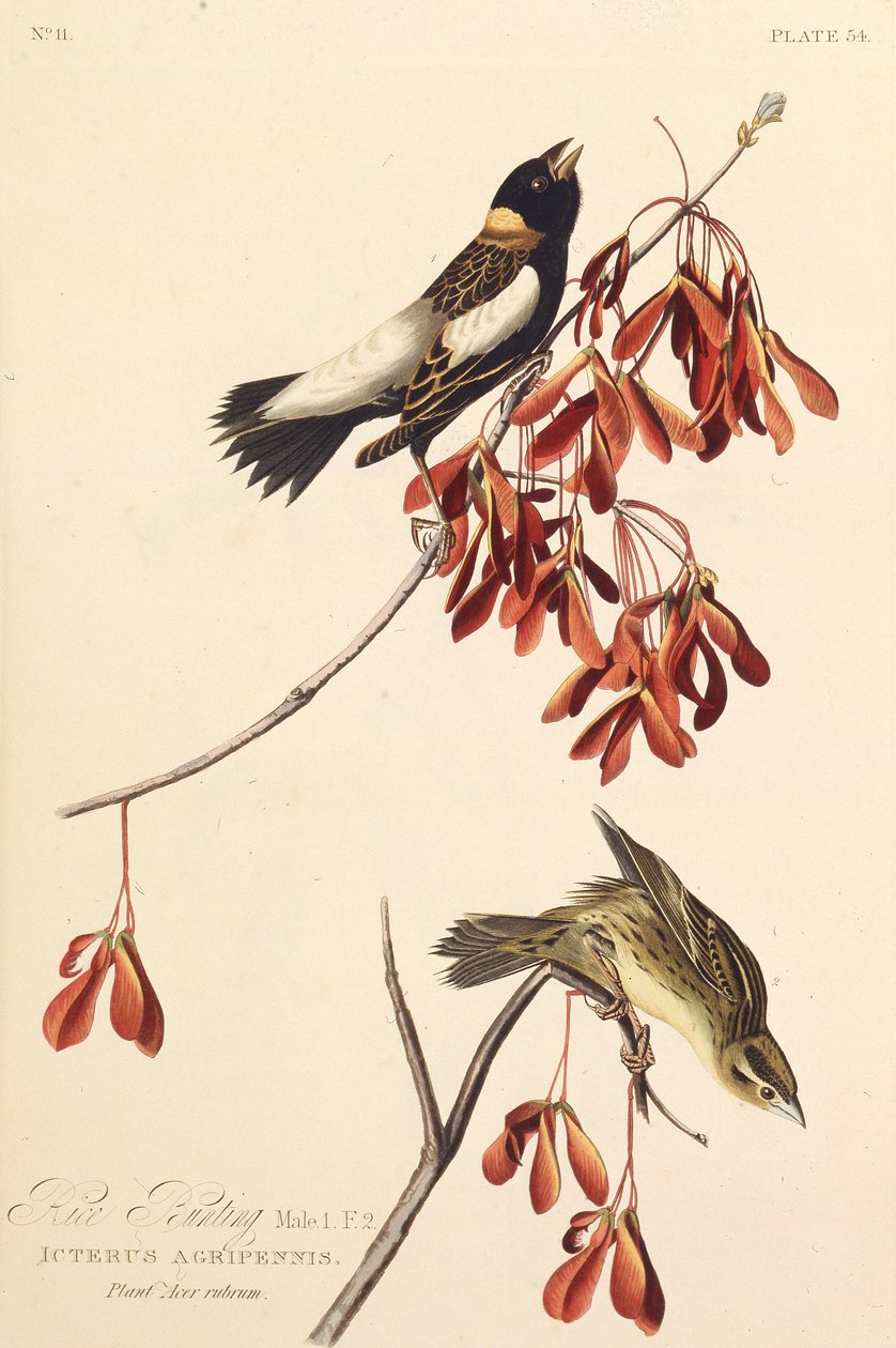 Ryżowy ptak. Z Ptaków Ameryki, 1827-1838. autorstwa John James Audubon