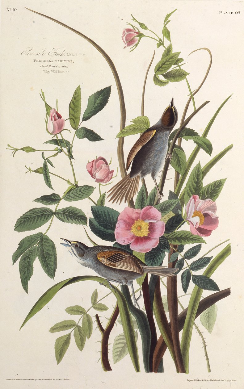 Dziwonia nadmorska. Z Ptaków Ameryki, 1827-1838. autorstwa John James Audubon
