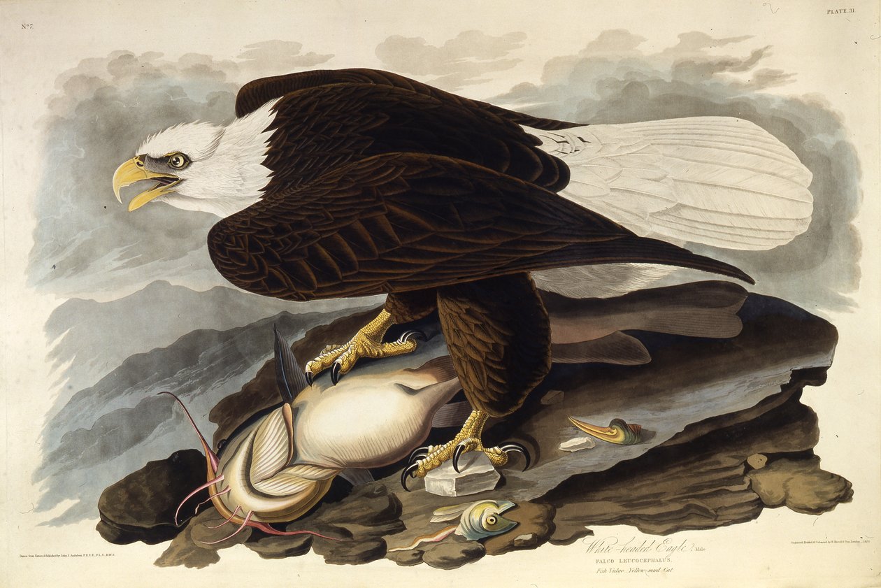 Bielik amerykański. Z Ptaków Ameryki, 1827-1838. autorstwa John James Audubon