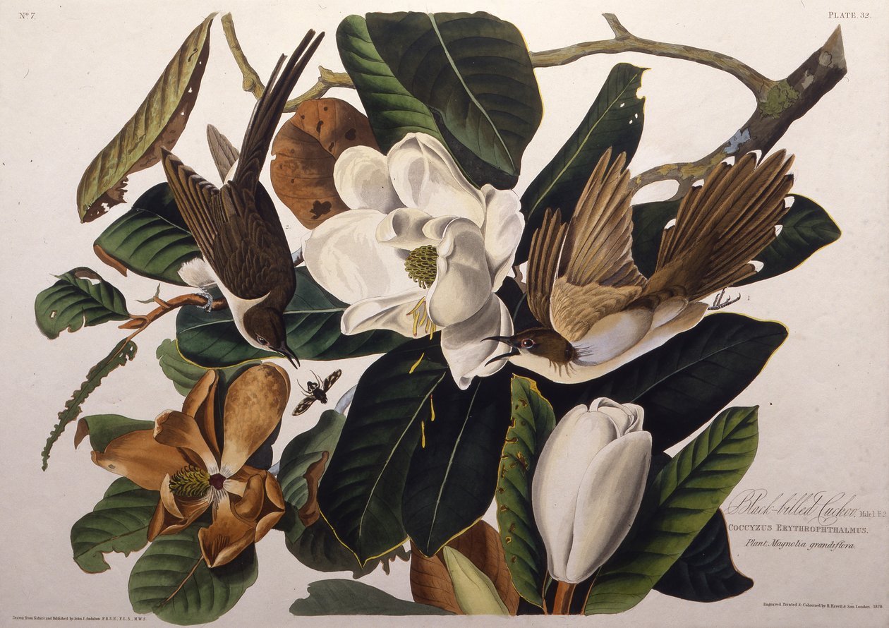 Kukułka czarnodzioba. Z Ptaków Ameryki, 1827-1838. autorstwa John James Audubon