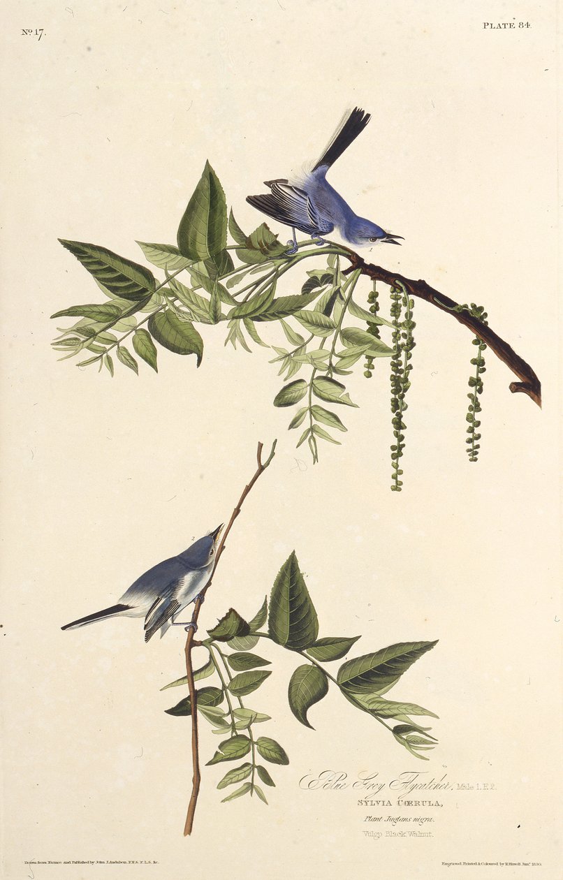 Niebieskoszary komarnik. Z Ptaków Ameryki, 1827-1838. autorstwa John James Audubon