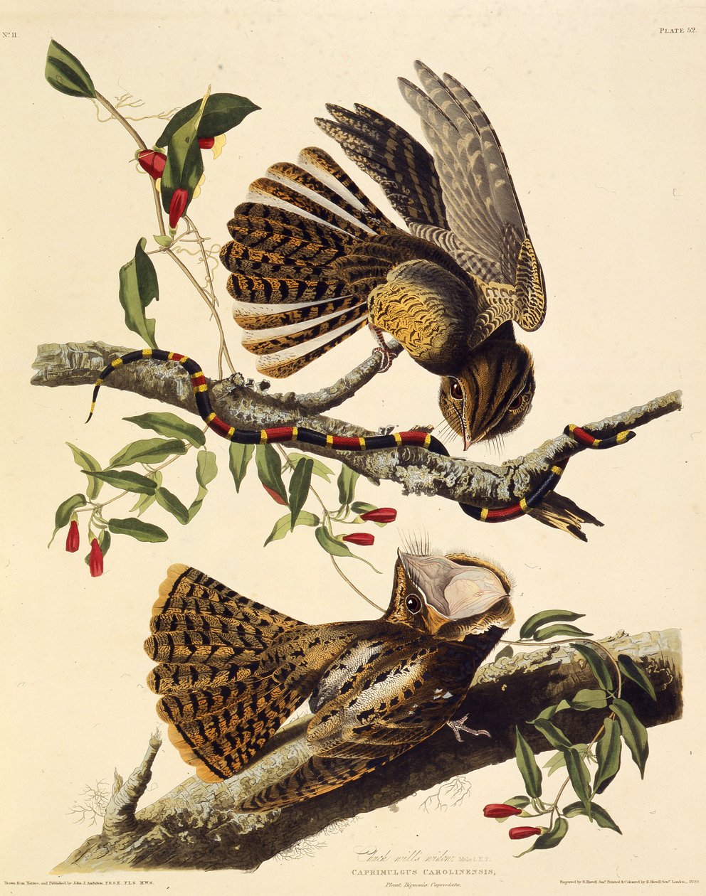 Chuck-wills-wdowa. Z Ptaków Ameryki, 1827-1838. autorstwa John James Audubon