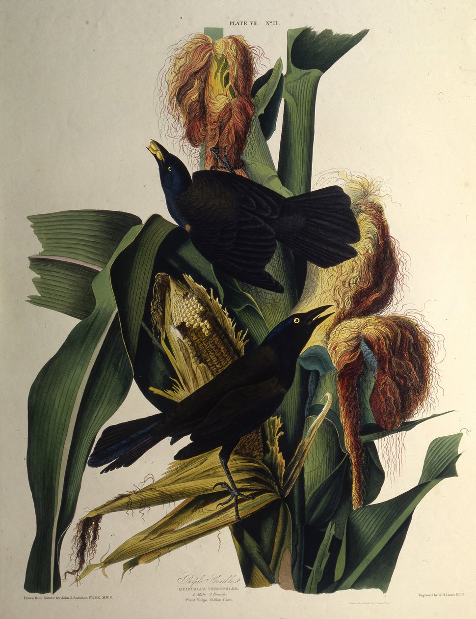 Wspólny Grackle. Z Ptaków Ameryki, 1827-1838. autorstwa John James Audubon