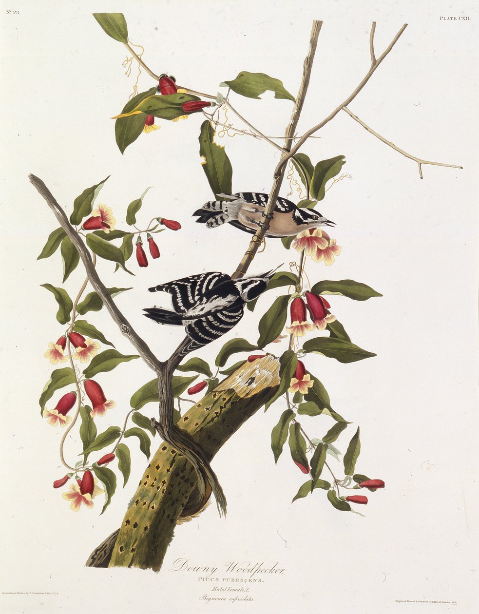 Dzięcioł kosmaty. Z Ptaków Ameryki, 1827-1838. autorstwa John James Audubon