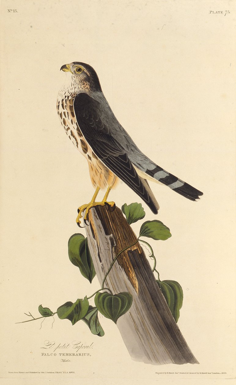 Merlina. Z Ptaków Ameryki, 1827-1838. autorstwa John James Audubon