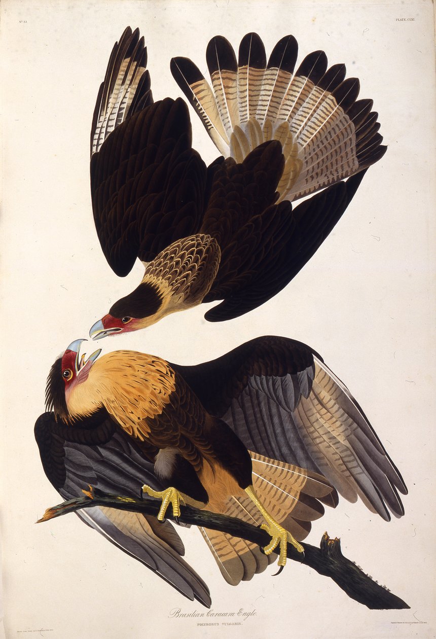Karakara czubata północna. Z Ptaków Ameryki, 1827-1838. autorstwa John James Audubon