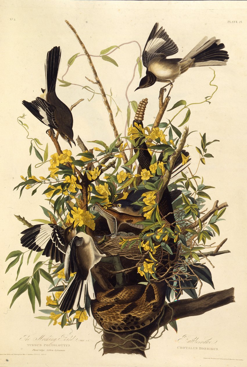 Przedrzeźniacz północny. Z Ptaków Ameryki, 1827-1838. autorstwa John James Audubon