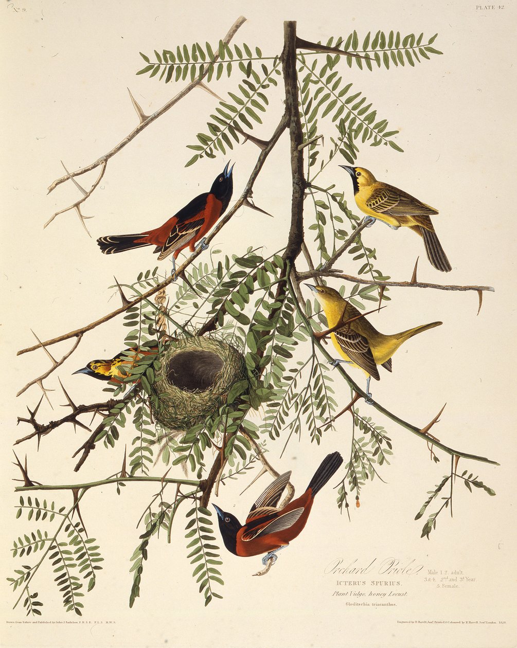 Wilga sadowa. Z Ptaków Ameryki, 1827-1838. autorstwa John James Audubon