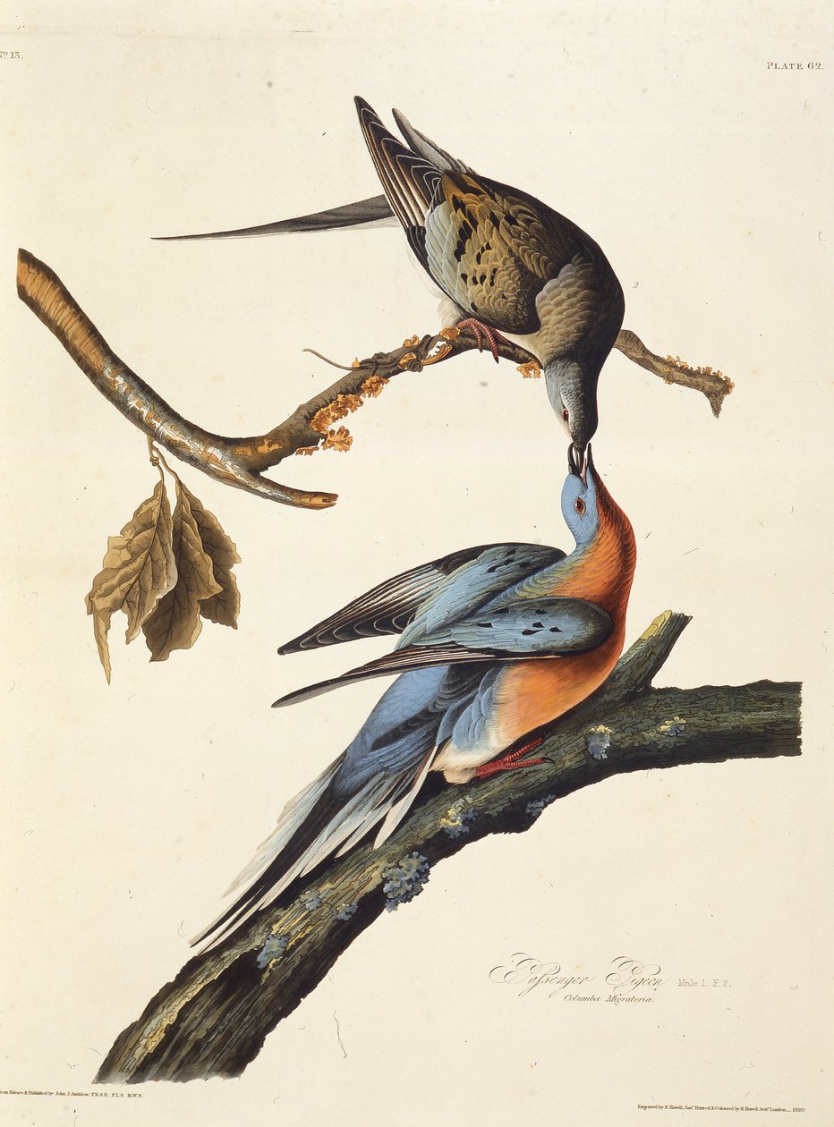 Gołąb wędrowny. Z Ptaków Ameryki, 1827-1838. autorstwa John James Audubon