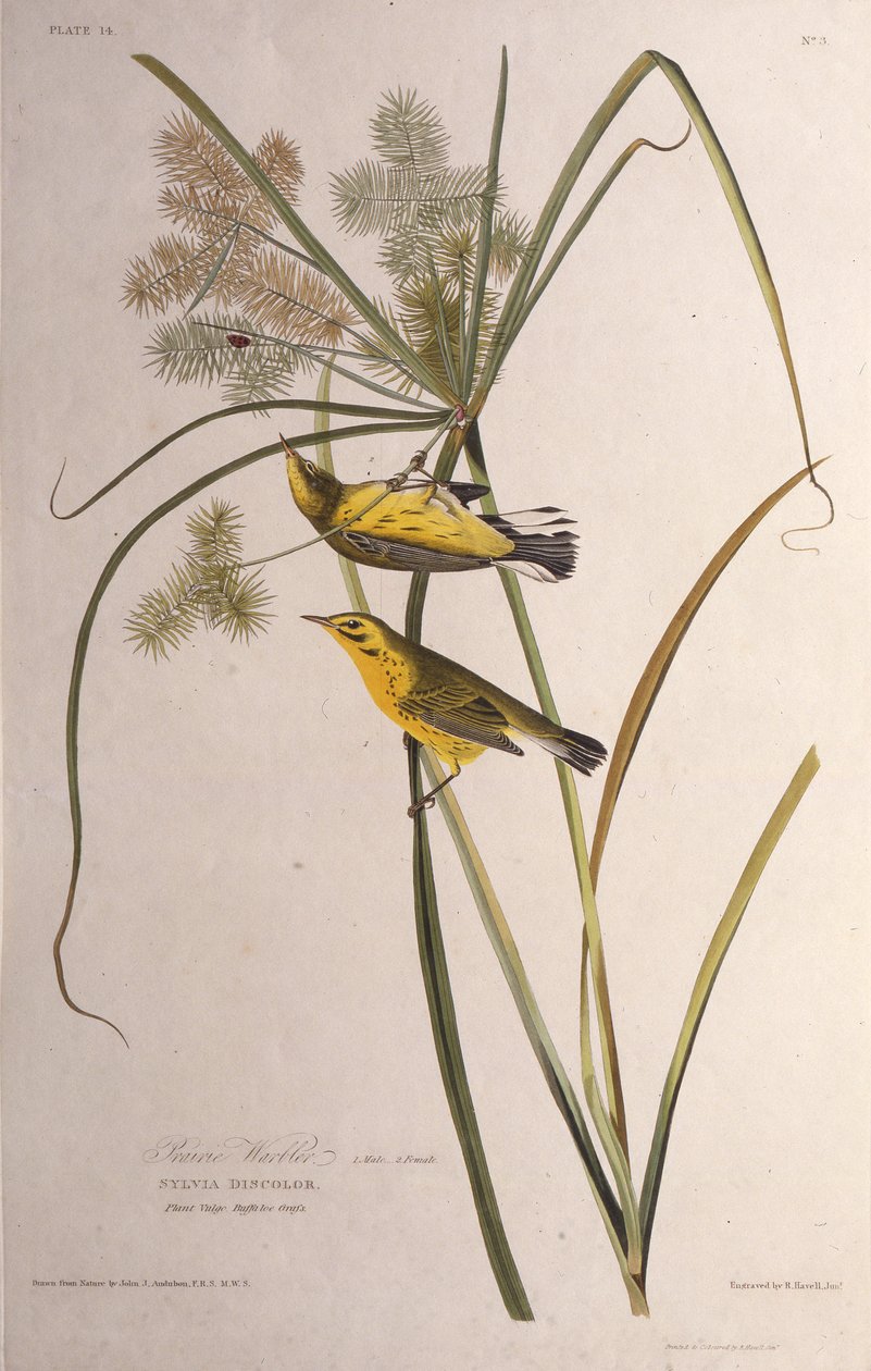 Lasówka preriowa. Z Ptaków Ameryki, 1827-1838. autorstwa John James Audubon