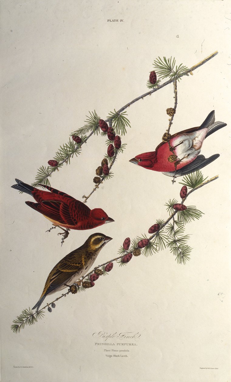 Fioletowy zięba. Z Ptaków Ameryki, 1827-1838. autorstwa John James Audubon