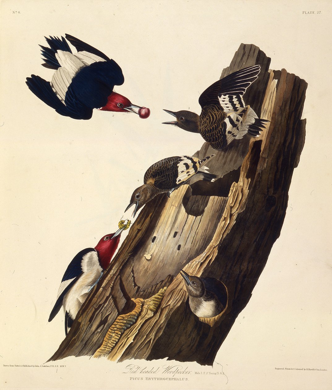 Dzięcioł rudy. Z Ptaków Ameryki, 1827-1838. autorstwa John James Audubon