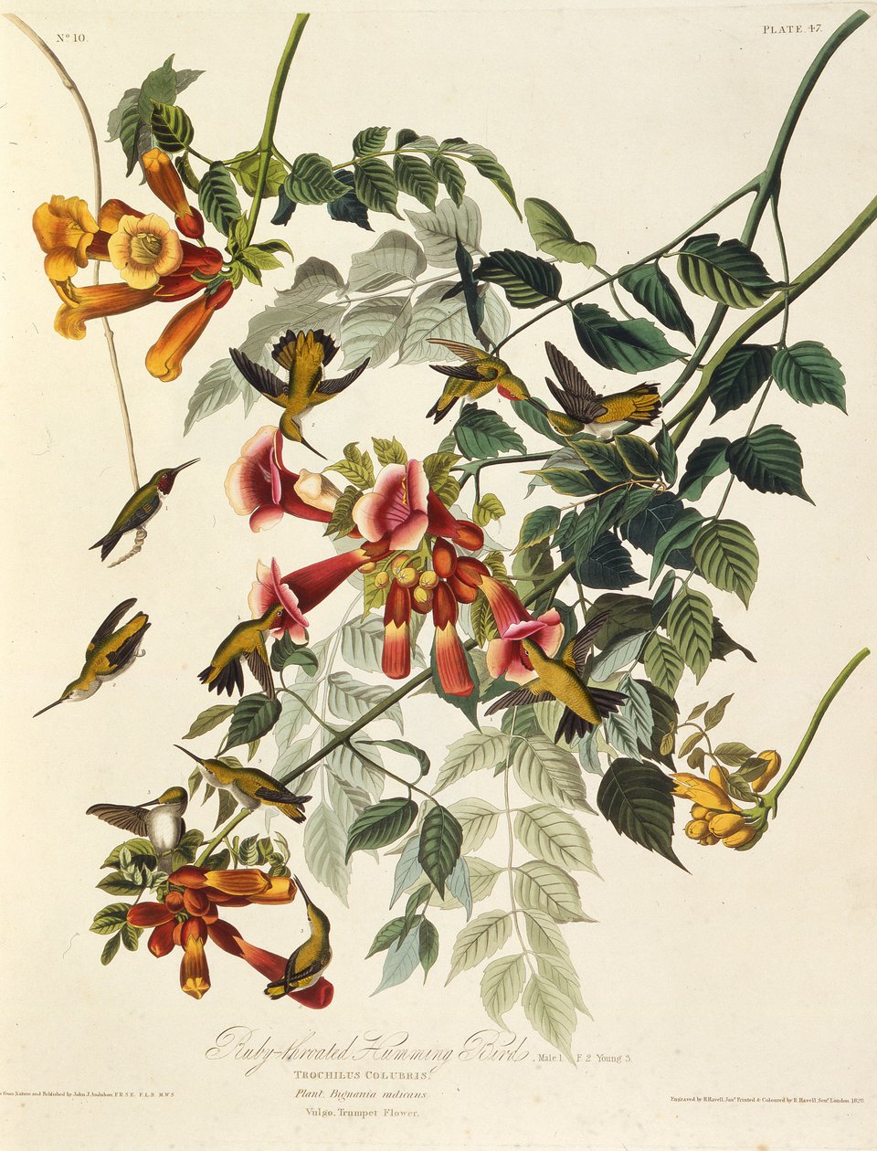Koliber rubinowy. Z Ptaków Ameryki, 1827-1838. autorstwa John James Audubon