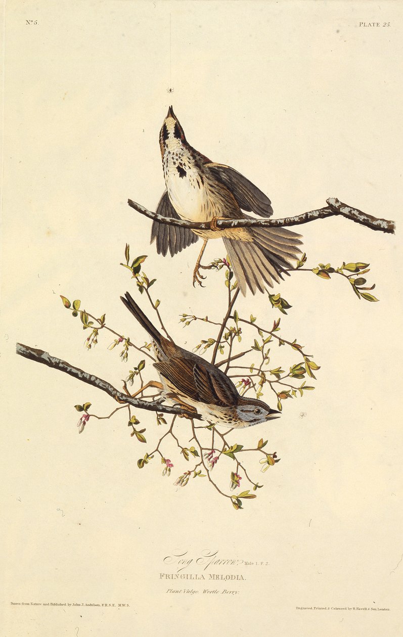 Wróbel pieśni. Z Ptaków Ameryki, 1827-1838. autorstwa John James Audubon