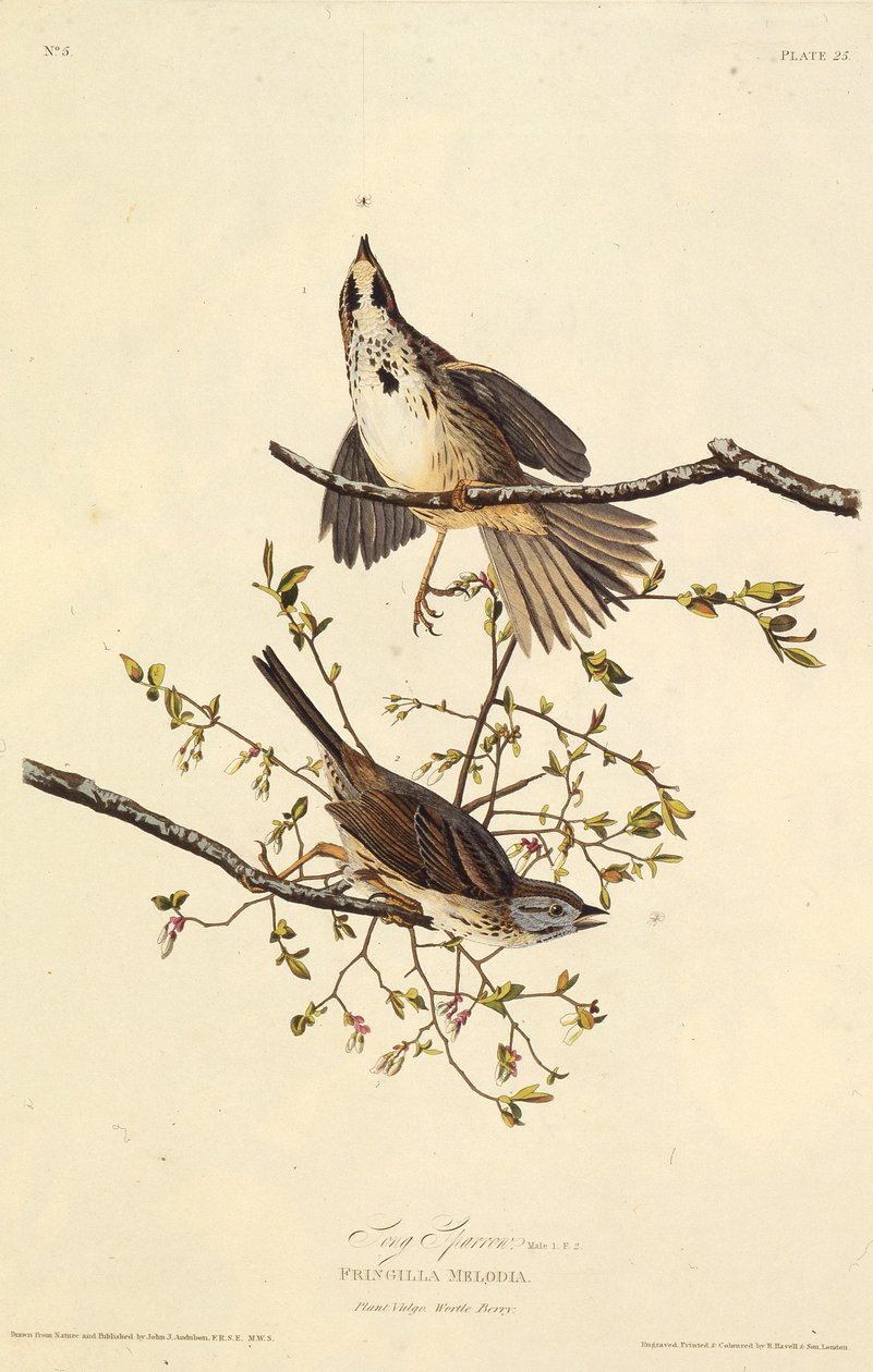 Wróbel pieśni. Z Ptaków Ameryki, 1827-1838. autorstwa John James Audubon