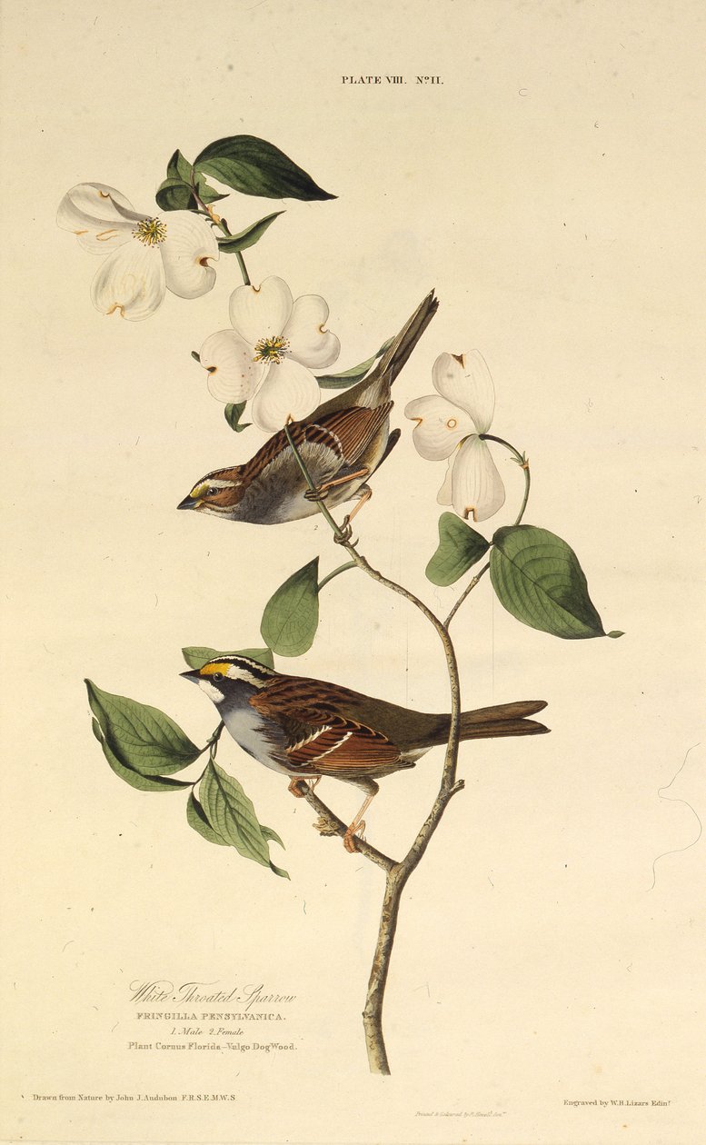 Wróbel białogardły. Z Ptaków Ameryki, 1827-1838. autorstwa John James Audubon