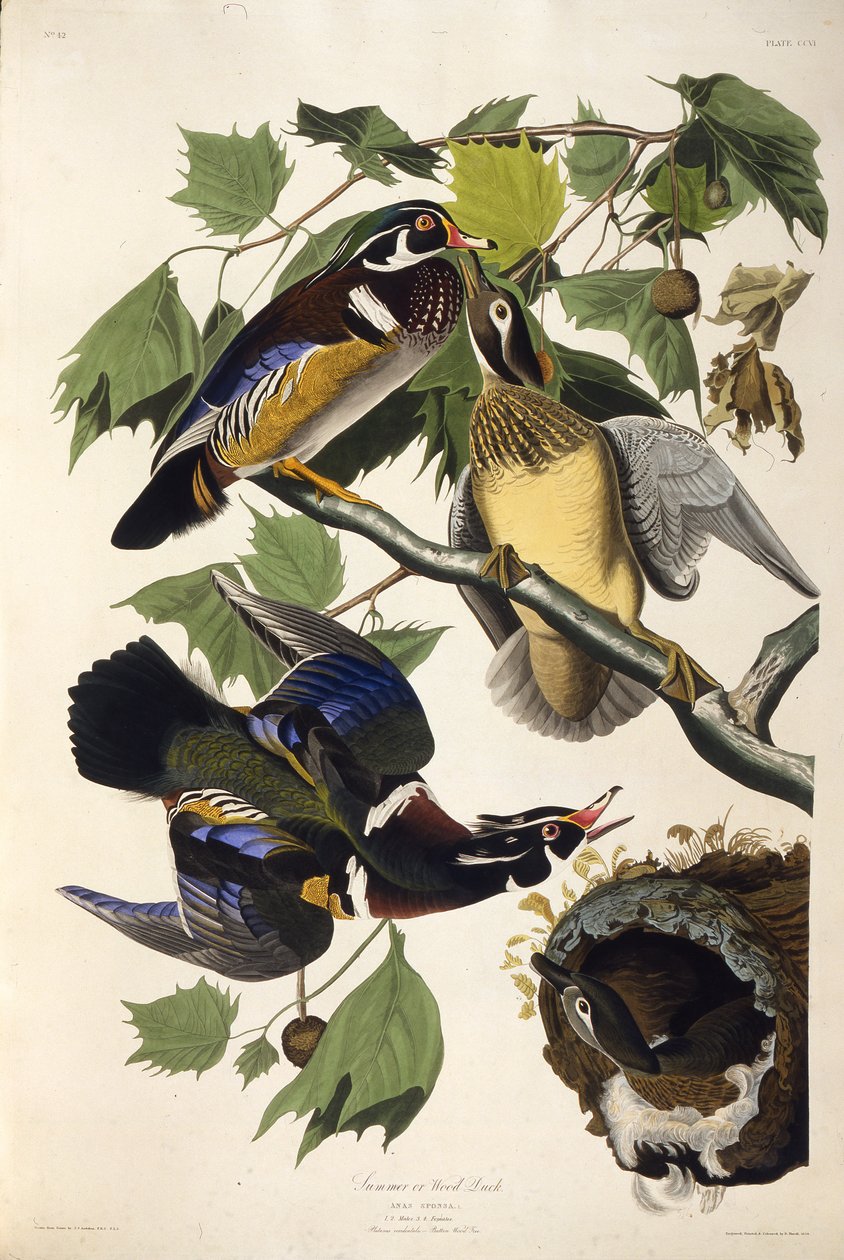 Kaczka z drewna. Z Ptaków Ameryki, 1827-1838. autorstwa John James Audubon