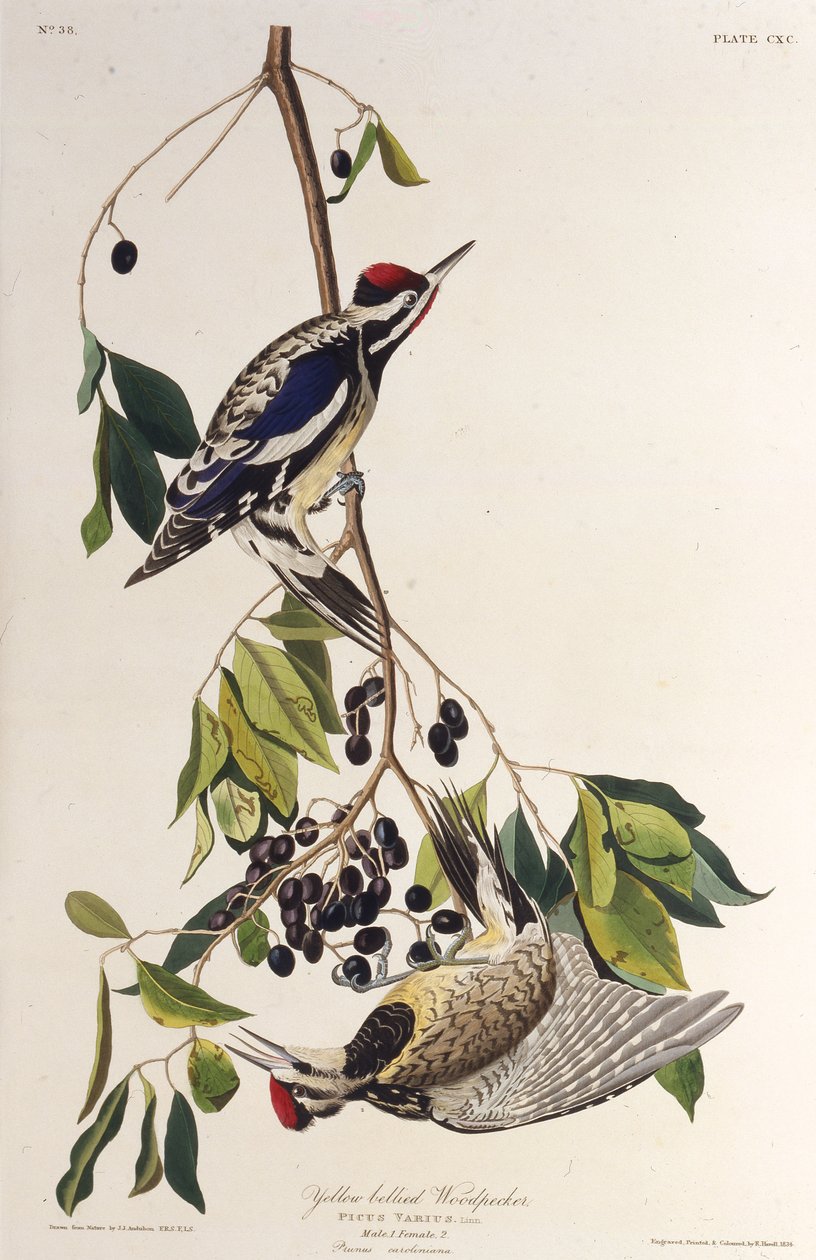 żółtobrzuchy. Z Ptaków Ameryki, 1827-1838. autorstwa John James Audubon