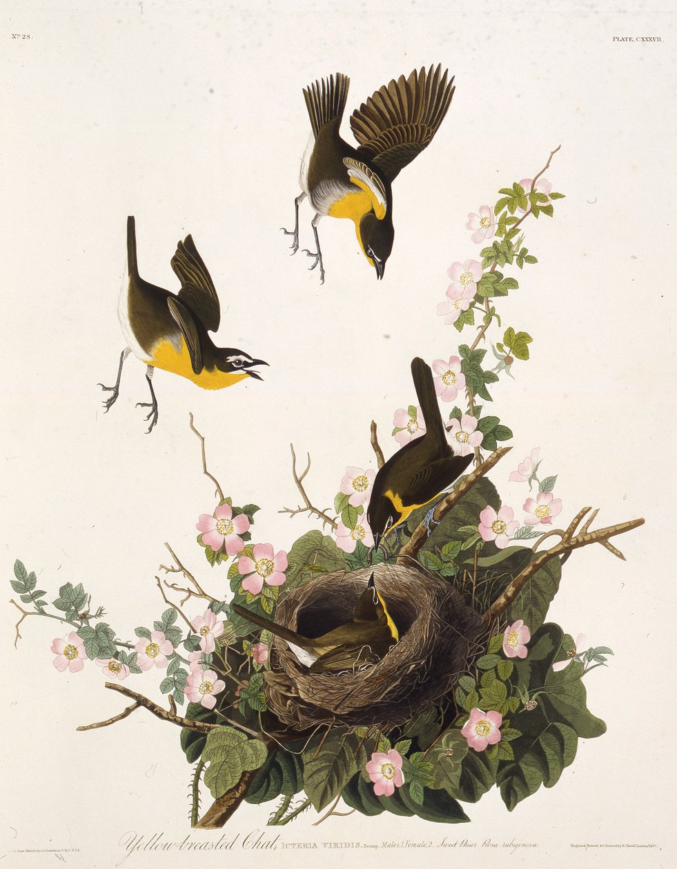 Pogawędka o żółtych piersiach. Z Ptaków Ameryki, 1827-1838. autorstwa John James Audubon