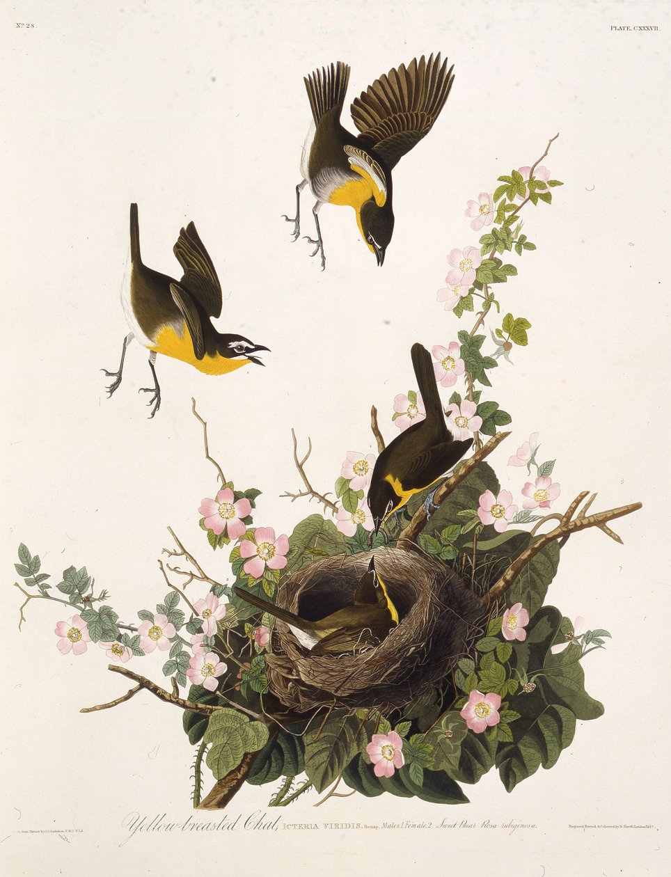 Pogawędka o żółtych piersiach. Z Ptaków Ameryki, 1827-1838. autorstwa John James Audubon