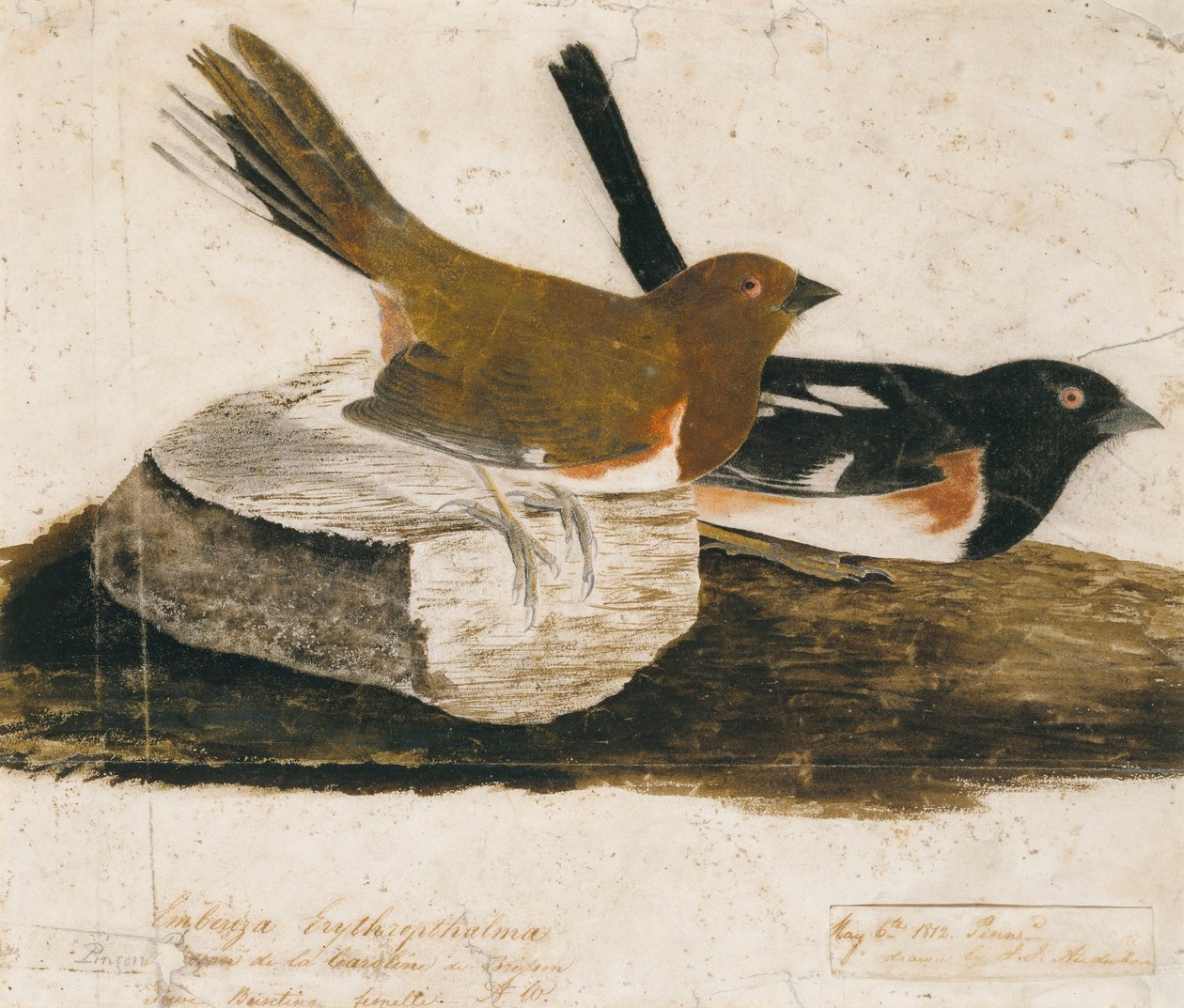 Płochacz halny autorstwa John James Audubon