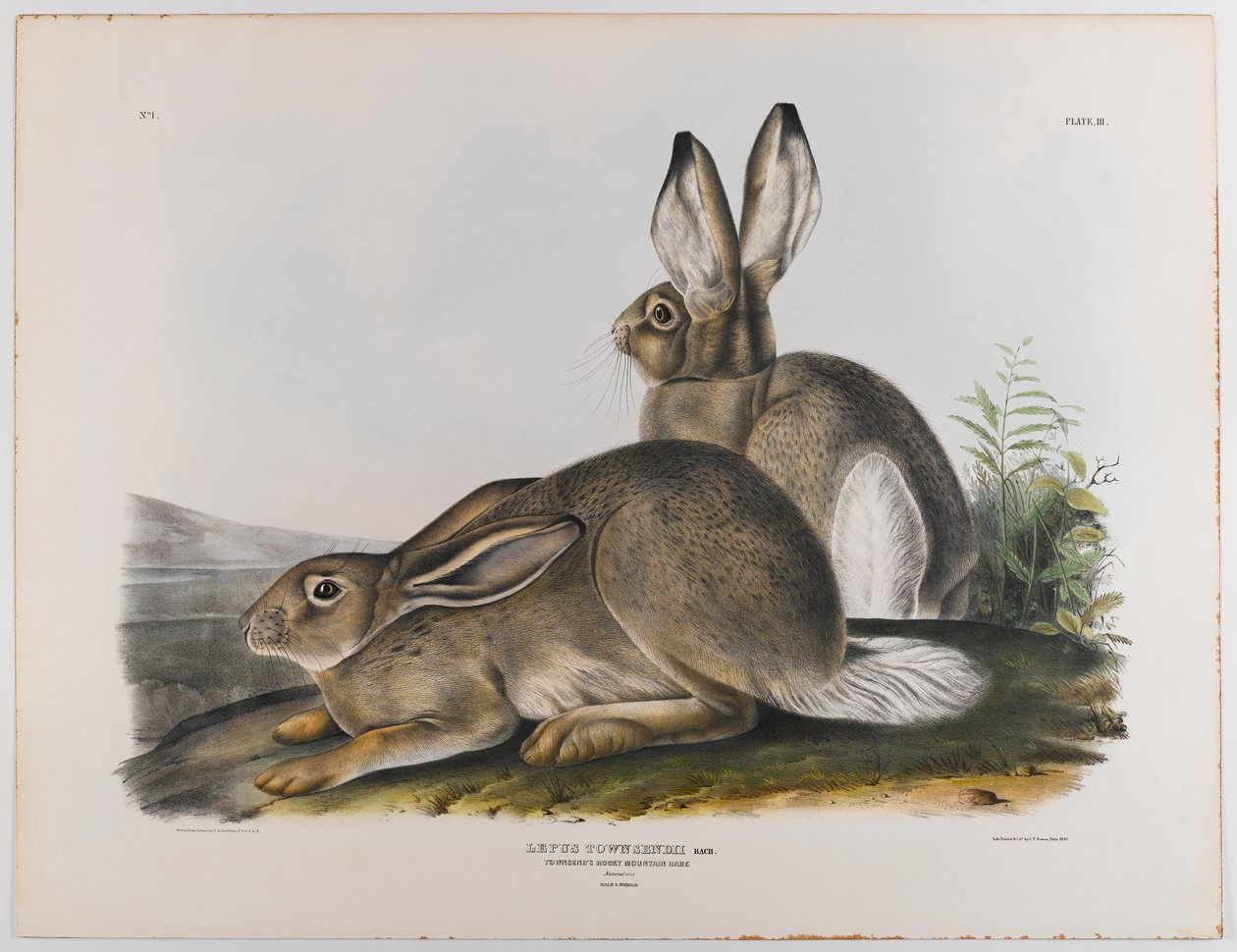 Townsends Zając z Gór Skalistych, 1842 autorstwa John James Audubon