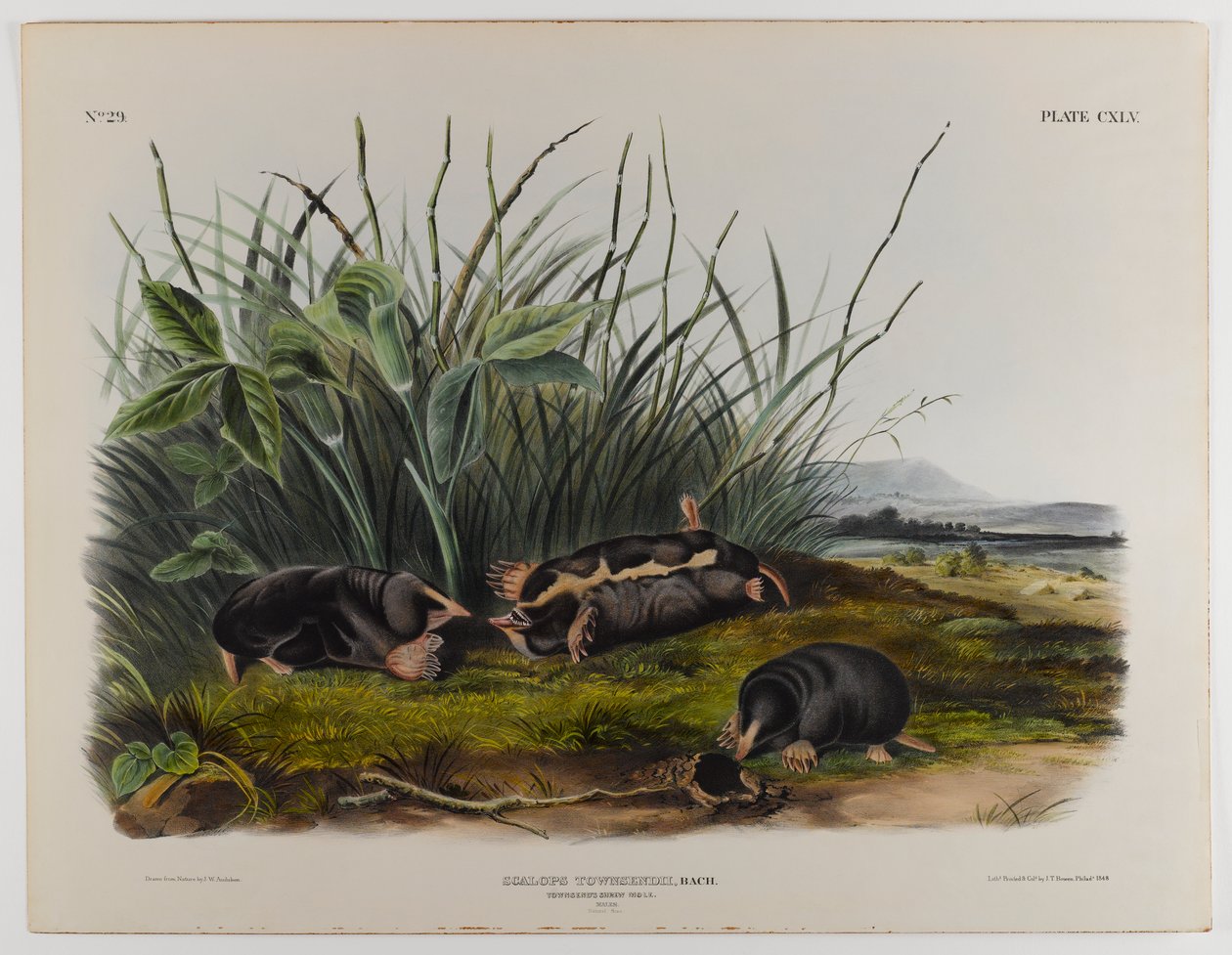 Townsends ryjówka kret autorstwa John James Audubon
