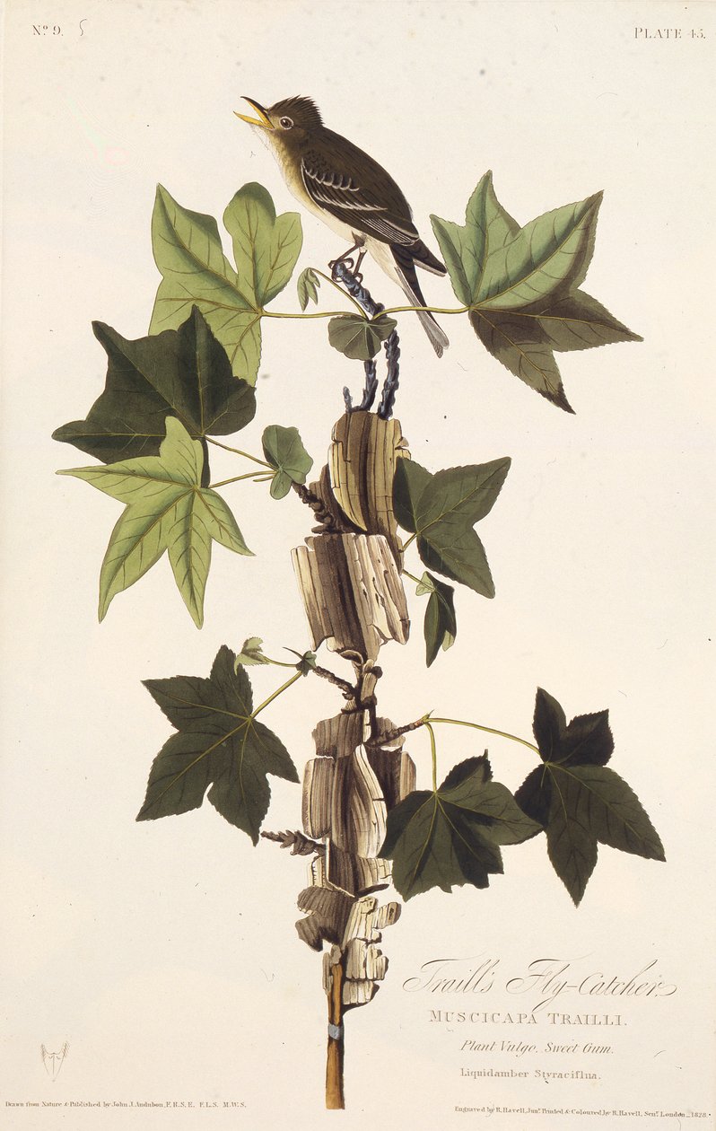 Trasy muchołówka. Z Ptaków Ameryki, 1827-1838. autorstwa John James Audubon