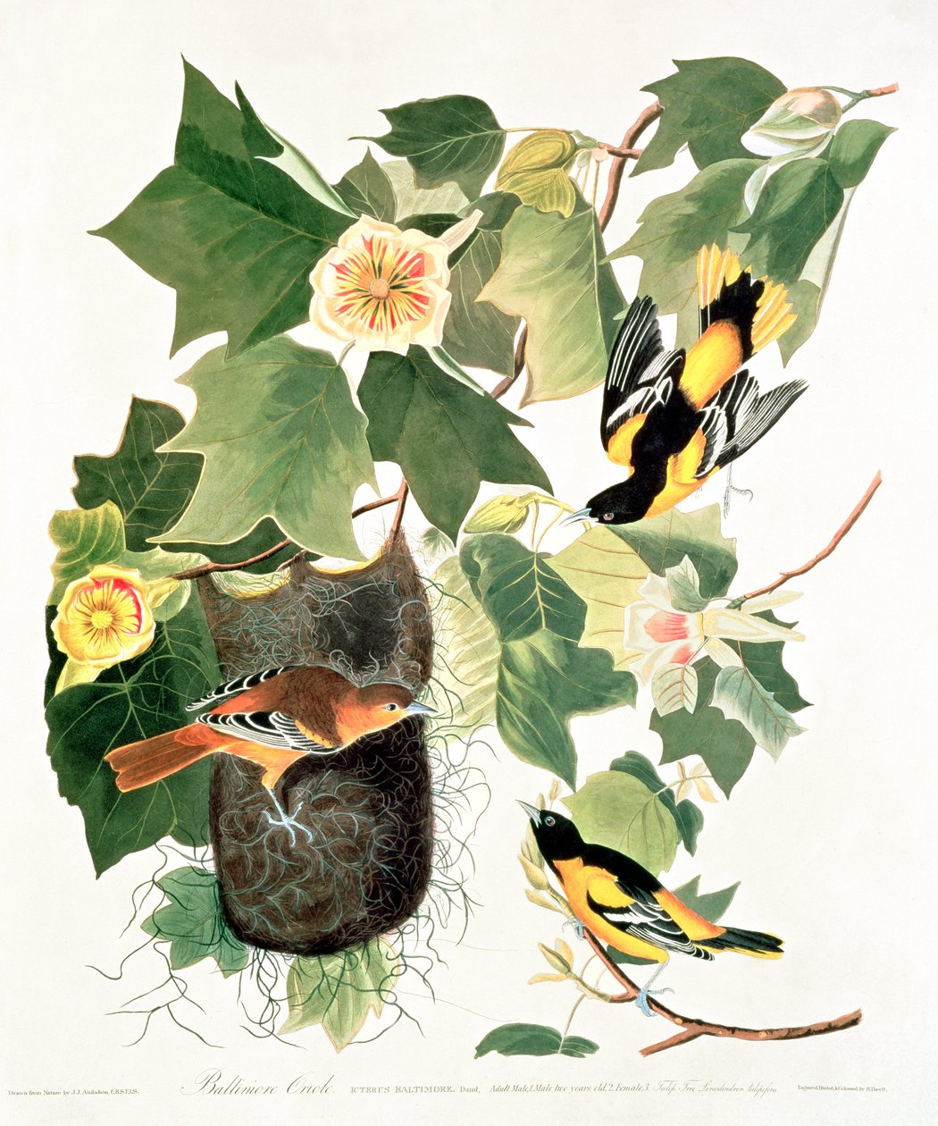 Tulipanowiec: Liriodendron tulipifera z „Birds of America” autorstwa John James Audubon