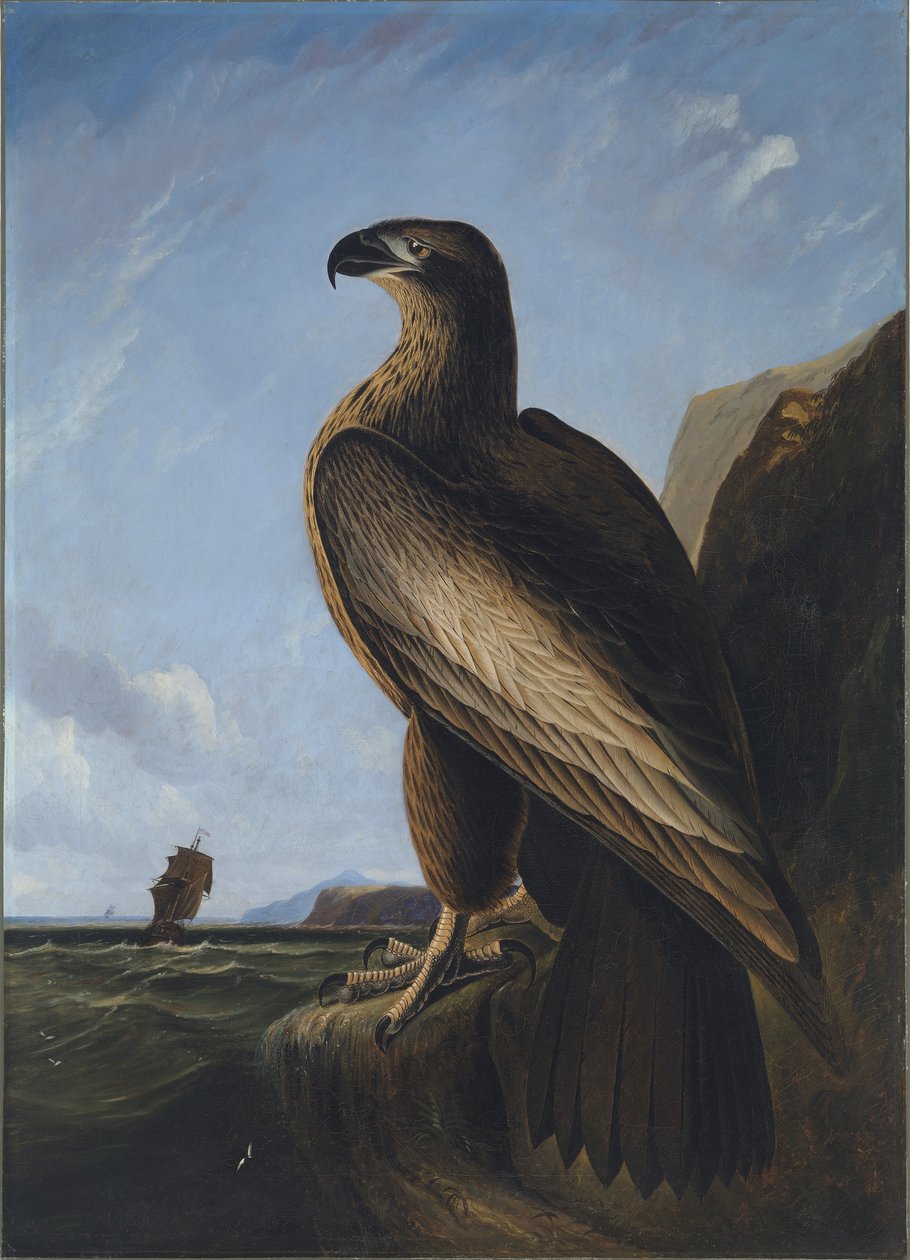 Orzeł morski z Waszyngtonu autorstwa John James Audubon