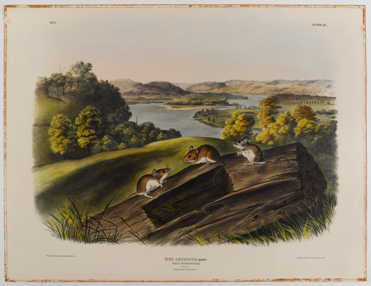 Mysz białonoga autorstwa John James Audubon