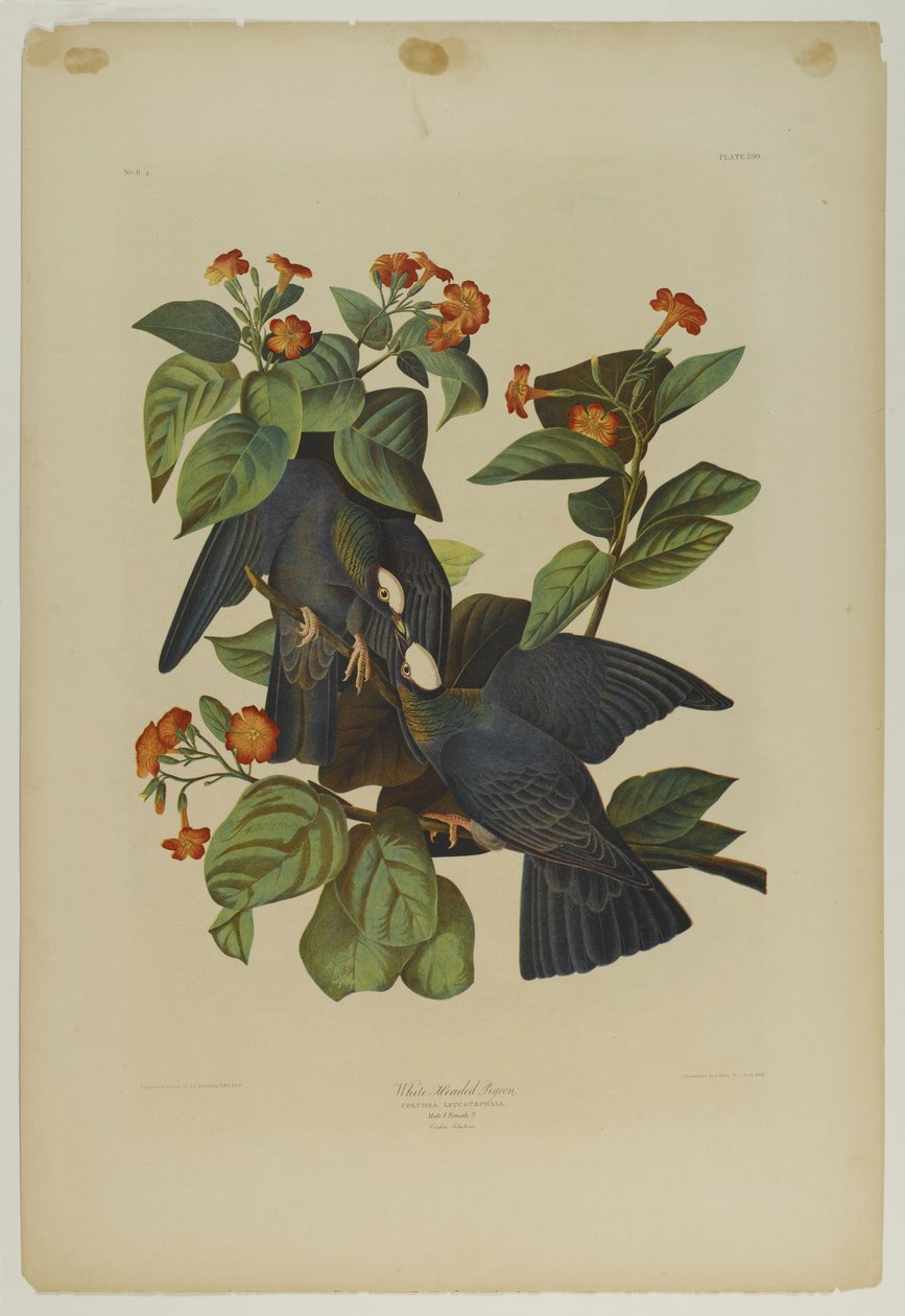 Gołąb białogłowy, wydrukowany przez Juliena Biena i wydany przez Roe Lockwood & Son, 1861 (chromolitografia) autorstwa John James Audubon