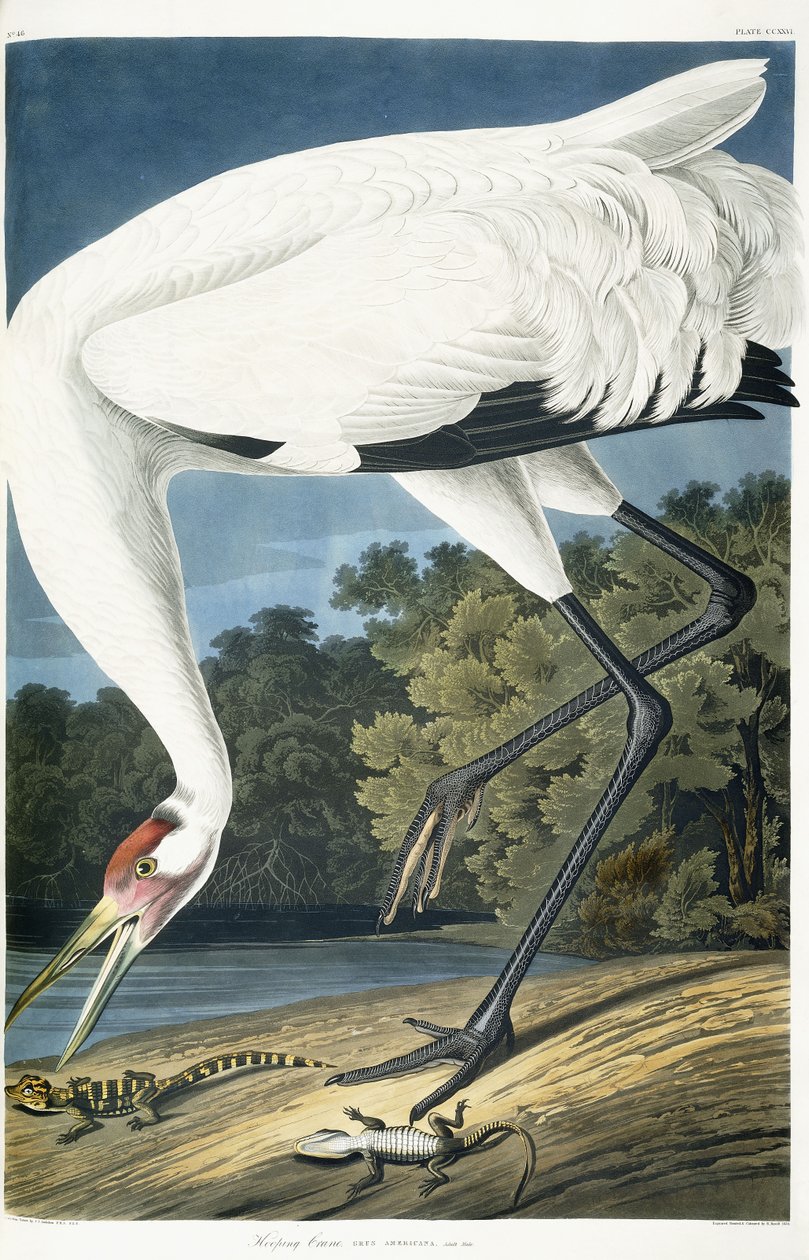 Żuraw krzykliwy, dorosły mężczyzna, 1834 autorstwa John James Audubon