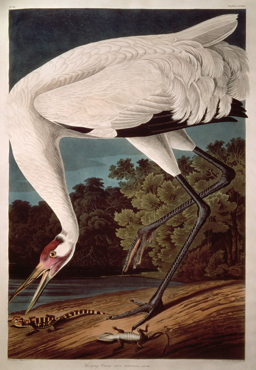 Żuraw krzykliwy z „Birds of America” autorstwa John James Audubon