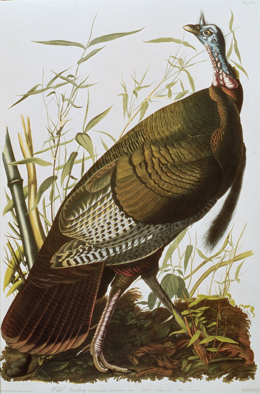Dziki indyk, z „Birds of America”, wydana w 1829 r. autorstwa John James Audubon