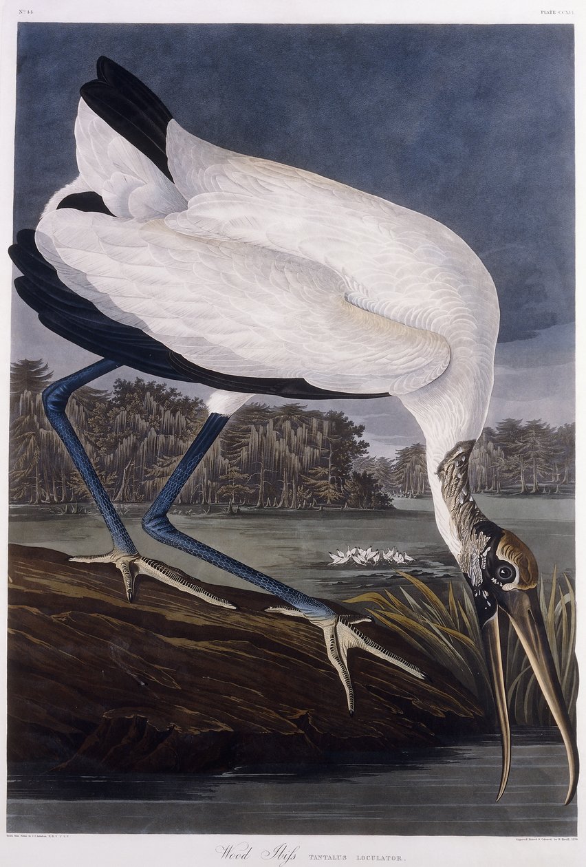Drewno Ibis autorstwa John James Audubon