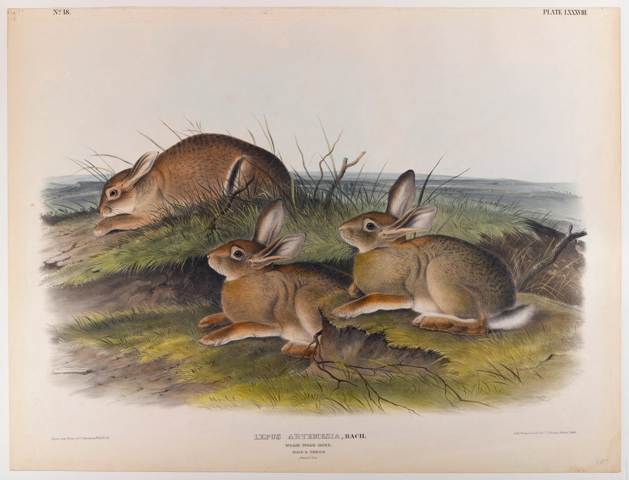 Zając robaka autorstwa John James Audubon