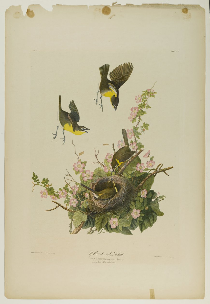 Yellow-breasted Chat, wydrukowany przez Juliena Biena i opublikowany przez Roe Lockwood & Son, 1861 (chromolitografia) autorstwa John James Audubon