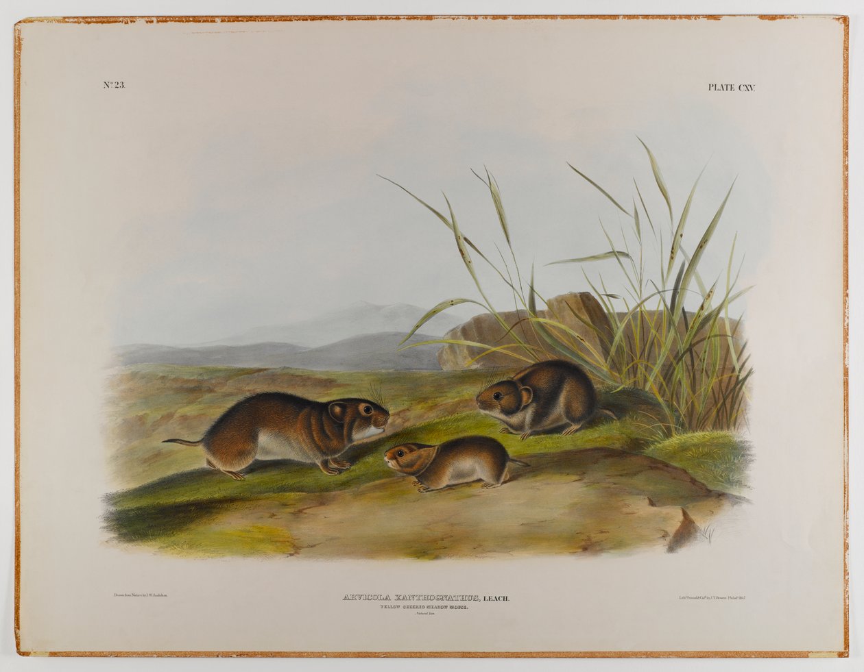 Mysz łąkowa o żółtych policzkach autorstwa John James Audubon