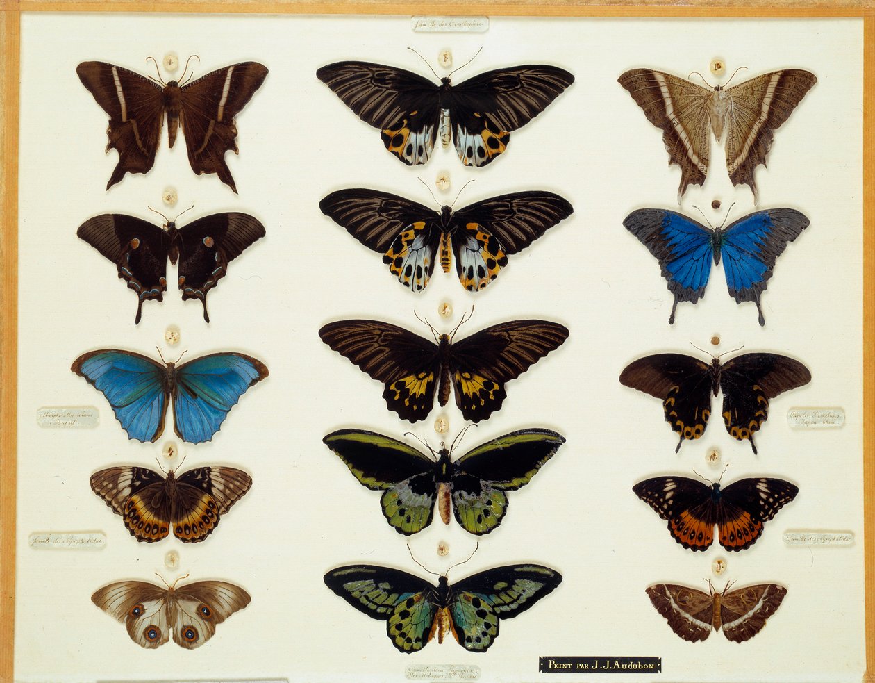 Zoologia: Talerz motyli namalowany na szkle autorstwa Johna Jamesa Audubona (1780-1851) XIX-wieczna kolekcja Brieux autorstwa John James Audubon