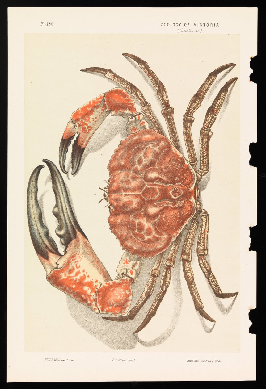 Tasmański krab olbrzymi, Pseudocarcinus gigas autorstwa John James Wild