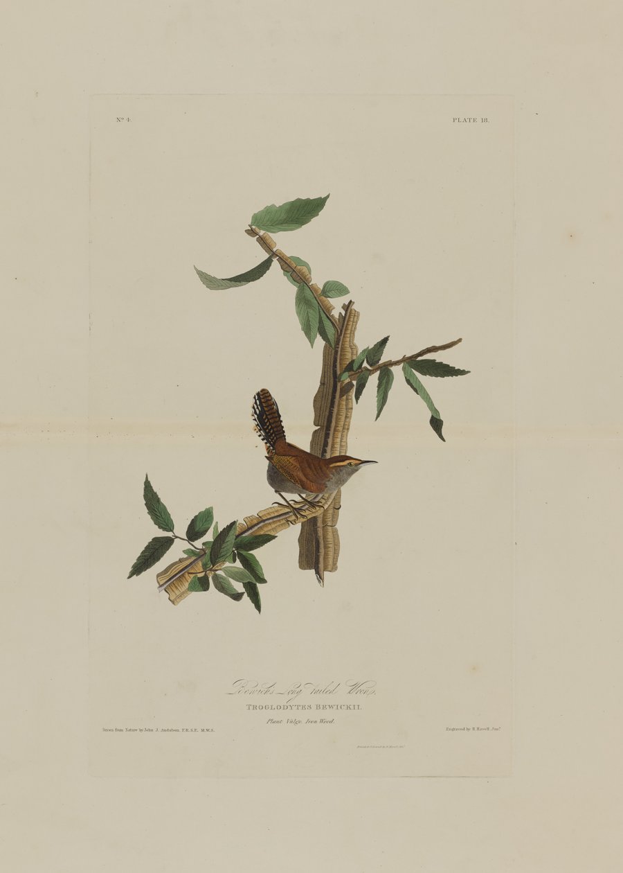 Strzyżyk długoogoniasty Bewicks z Birds of America, grawerowany przez Roberta Havella (1793-1878) autorstwa John James after Audubon