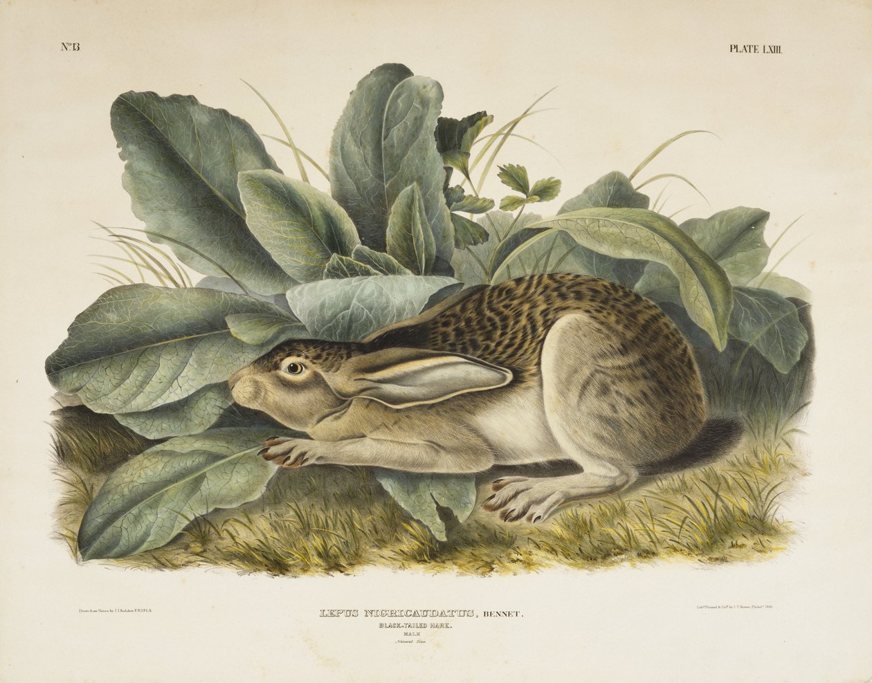 Zając czarnoogoniasty, 1845 (ręcznie kolorowana litografia na papierze tkanym) autorstwa John James after Audubon
