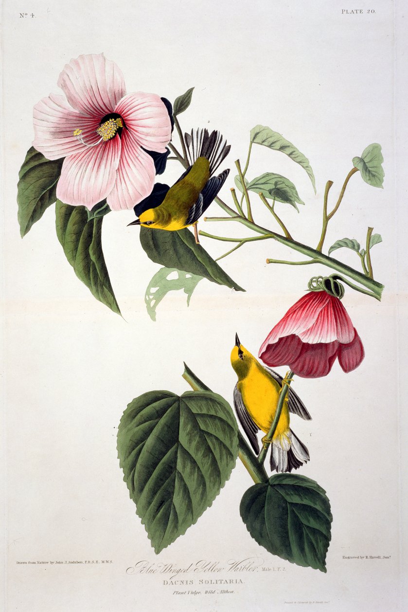 Blue Winged Yellow Warbler, z Birds of America, grawerowane przez Roberta Havella (1793-1878) autorstwa John James after Audubon