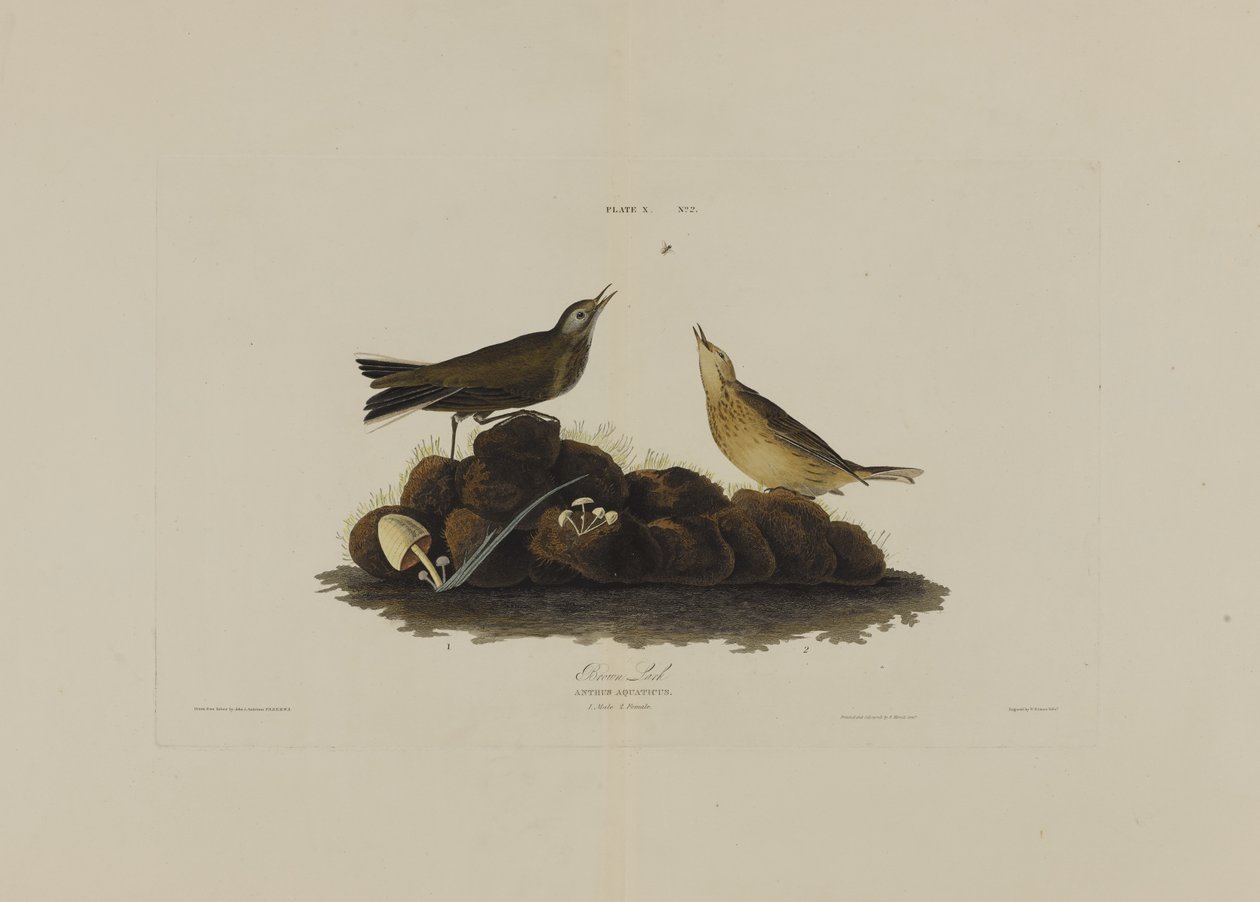 Brown Lark, z Birds of America, grawerowane przez Roberta Havella (1793-1878) autorstwa John James after Audubon
